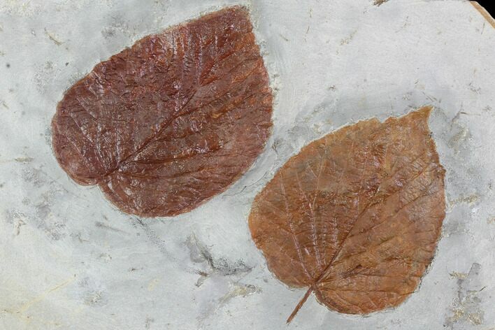 Two Fossil Leaves (Beringiaphyllum, Davidia) - Montana #101965